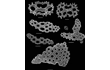 Enlarge image of Sea Cucumber