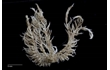 Enlarge image of Feather Star