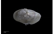 Enlarge image of Bivalve Mollusc