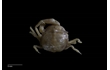 Enlarge image of Holothuroid Pea Crab