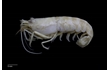 Enlarge image of Daisy Snapping Shrimp