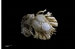 Enlarge image of Hairy-legged Hermit Crab