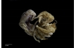 Enlarge image of Hairy-legged Hermit Crab