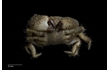 Enlarge image of Common Hairy Crab