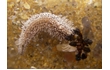 Enlarge image of Sea Cucumber