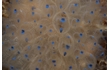 Enlarge image of Ascidian