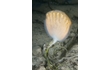 Enlarge image of Stalked Ascidian