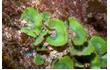 Enlarge image of Green Seaweed