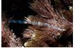 Enlarge image of Green Seaweed