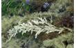 Enlarge image of Brown Seaweed