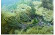 Enlarge image of Green Seaweed