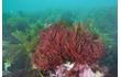 Enlarge image of Red Seaweed