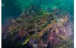 Enlarge image of Brown Seaweed