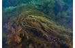 Enlarge image of Brown Seaweed