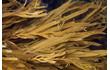 Enlarge image of Brown Seaweed