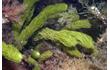 Enlarge image of Green Seaweed