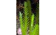 Enlarge image of Green Seaweed