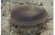 Enlarge image of Fan Worm