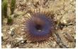 Enlarge image of Fan Worm