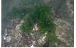 Enlarge image of Sea Lettuce