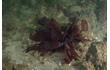 Enlarge image of Red Seaweed