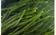 Enlarge image of Green Seaweed