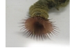 Enlarge image of Fan Worm