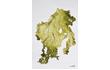 Enlarge image of Sea Lettuce