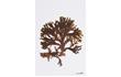 Enlarge image of Brown Seaweed