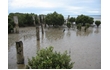 Enlarge image of White Mangrove