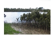 Enlarge image of White Mangrove