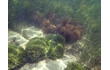 Enlarge image of Green Seaweed