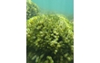 Enlarge image of Green Seaweed