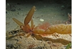 Enlarge image of Red Seaweed