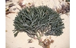 Enlarge image of Green Seaweed