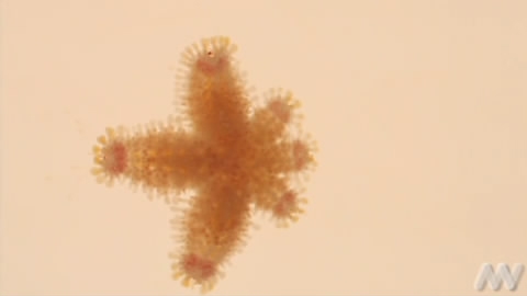 View video of Paddle-spined Seastar