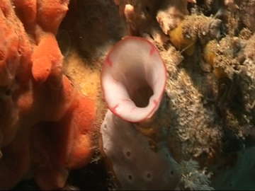 View video of Ascidian