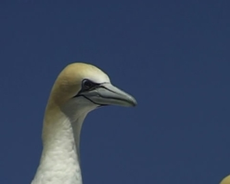 View video of Australasian Gannet