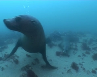 View video of Australian Fur-seal