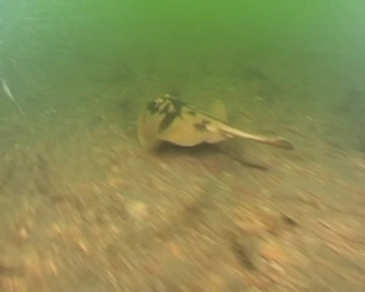 View video of Banded Stingaree