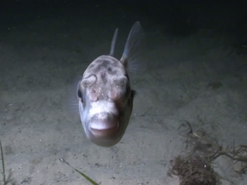 View video of Barred Toadfish