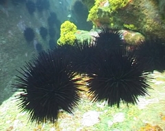View video of Black Sea Urchin