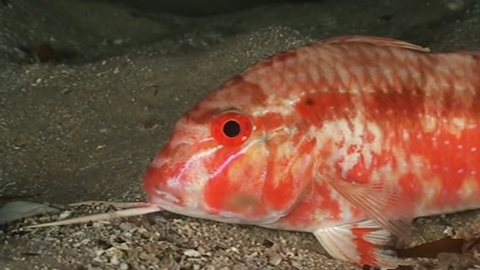 View video of Bluespotted Goatfish