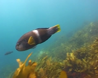 View video of Bluethroat Wrasse