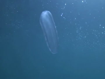 View video of Comb Jelly