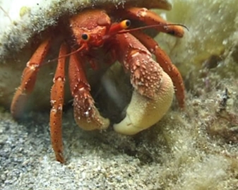 View video of Common Hermit Crab