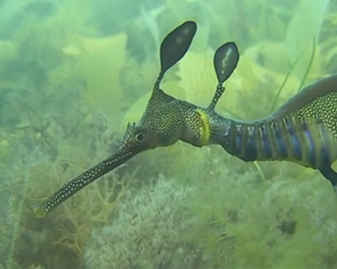 View video of Common Seadragon