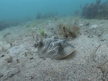 View video of Southern Fiddler Ray