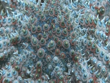 View video of Eleven-armed Seastar
