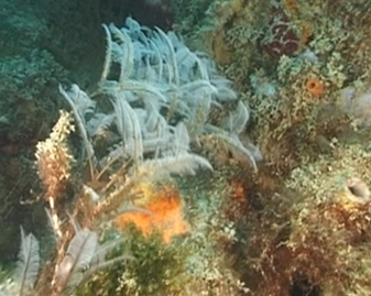 View video of Hydroid